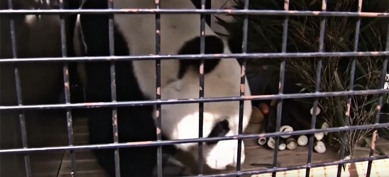 ВИДЕО: Юань-Юань отправился на четыре года в Австрию ВИДЕО: Юань-Юань отправился на четыре года в Австрию