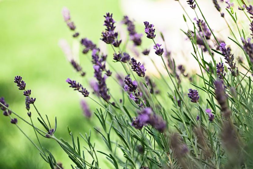 Без этого чрезвычайно полезного растения не обойдется ни один сад!