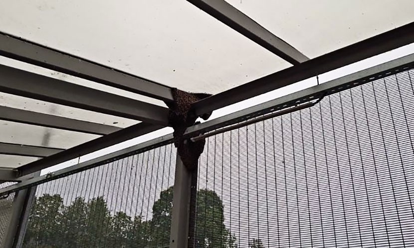 Пчелы устроили диверсию на мосту между Эстонией и Россией