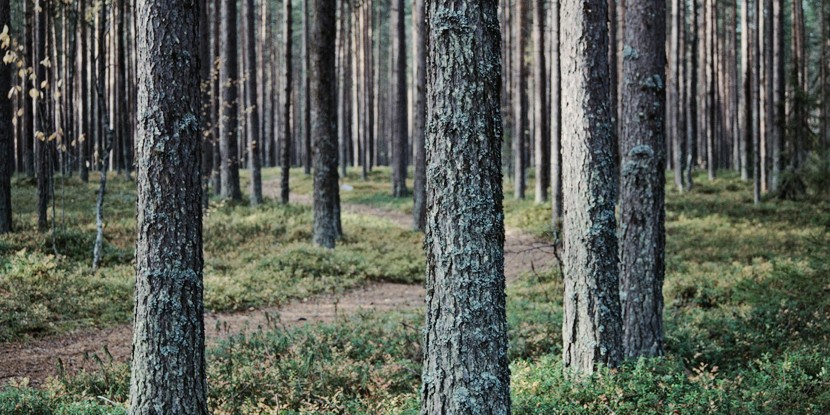 Силы обороны просят грибников и ягодников быть внимательными вблизи мест проведения учений