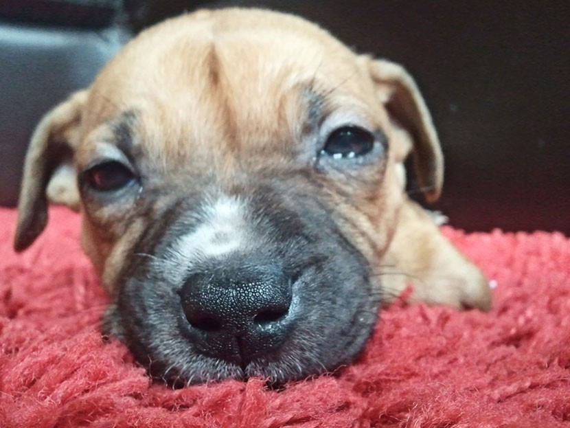 Гражданина Эстонии в Финляндии оштрафовали за контрабанду щенков