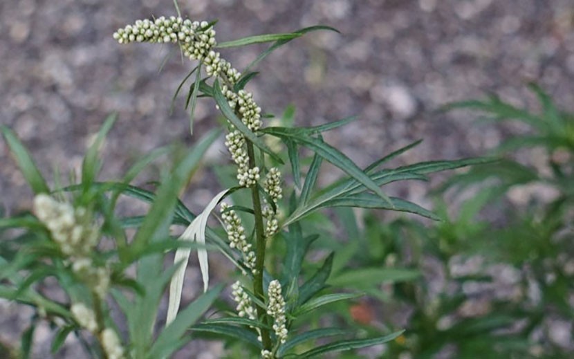 Департамент: прием эфирных масел может привести к серьезным проблемам со здоровьем