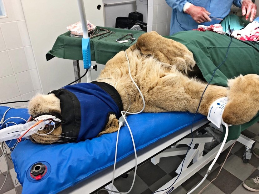 В Таллиннском зоопарке умерла львица Ксюша