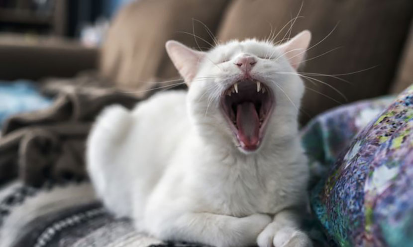 В Нарве стартует бесплатная стерилизация кошек и кастрация котов