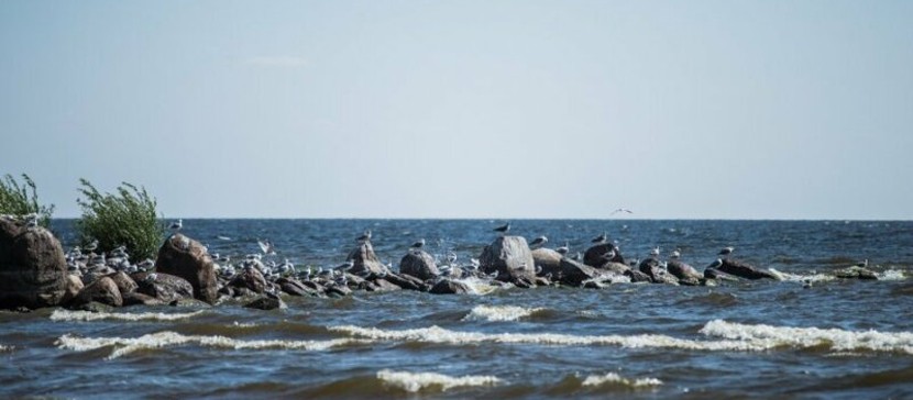 Корюшка и ряпушка. Проблемами рыбаков на Чудском озере занялось Рийгикогу