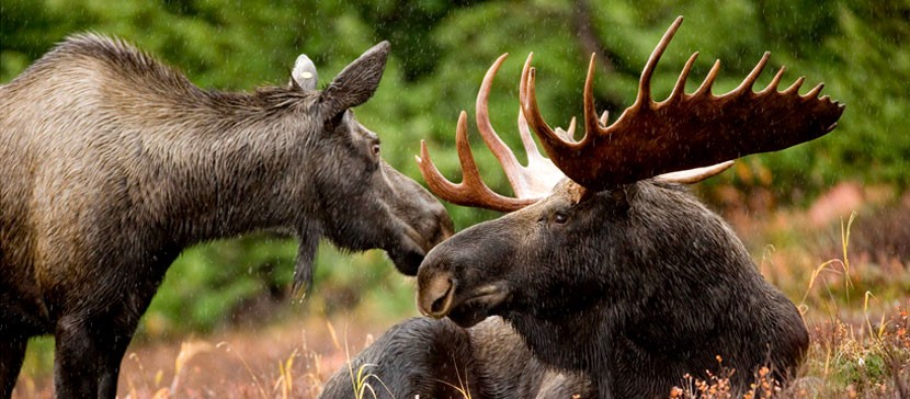 За сезон в Эстонии застрелили 6291 лося, из них полтысячи — в Ида-Вирумаа