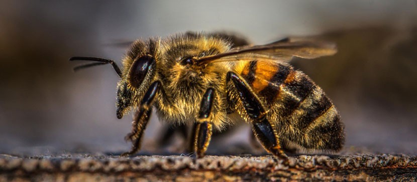 Эстонские пчелы из-за теплой погоды не впадают в зимнюю спячку. «До сих пор не видел, чтобы пчелы летали в январе»