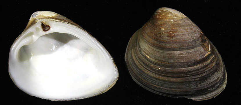 В Финском заливе обнаружен мексиканский моллюск