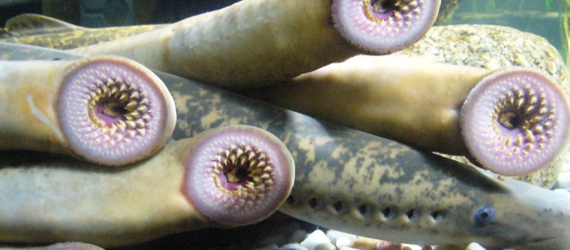 Это как сдирание кожи заживо! Эстонским рыбакам вынесли предупреждение за причинение мучений миноге