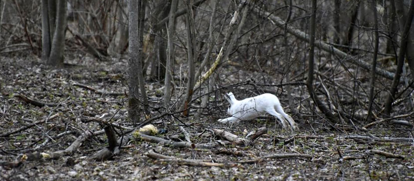 Зайчиков жалко! Многие животные страдают от последствий теплой зимы, но некоторые ей очень рады