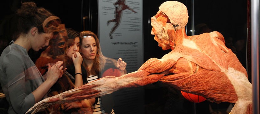 В Эстонию приезжает всемирно известная выставка человеческих тел Body Worlds. Тела настоящие