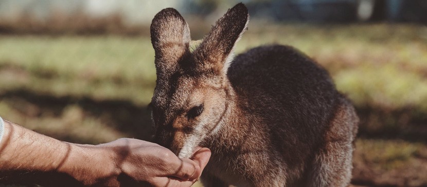 Таллиннский зоопарк собрал в помощь животным Австралии пожертвования суммой почти 80 000 евро