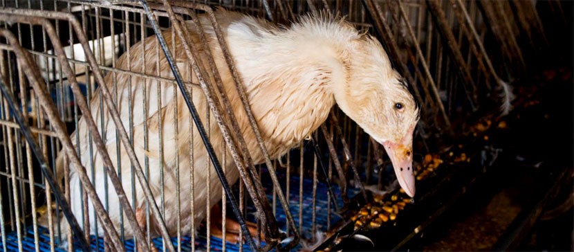 Птичек жалко! Эстонские защитники животных призывают общественность помочь остановить принудительное закармливание птиц до смерти