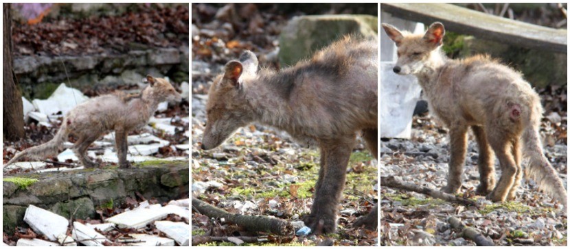 О нарвской облезлой лисе давно знают и в горуправе, и в Инспекции по окружающей среде. Если не помрет сама, привлекут охотников