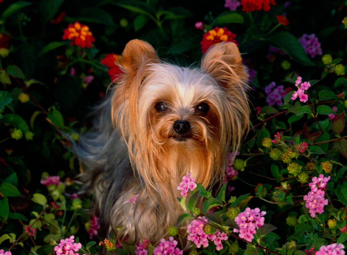 Жительница Нарвы хотела купить породистую собаку и лишилась 2100 евро