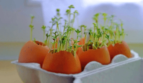 Травы на подоконнике