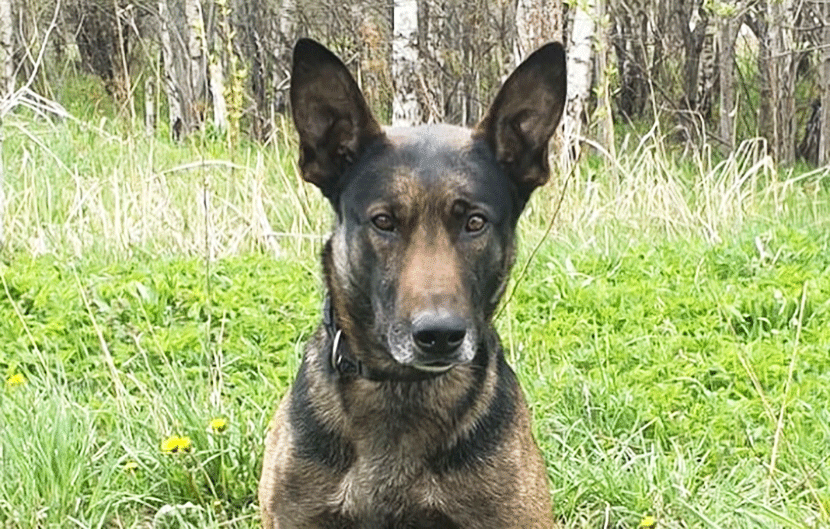 Вот молодец! Служебная собака полиции нашла пропавшего в окрестностях Раквере человека
