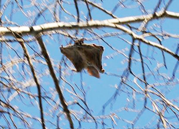 Президент без дела не сидит! Керсти Кальюлайд посетила место обитания белки-летяги