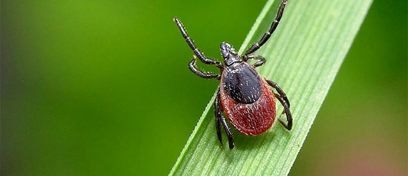 Началась кампания «Пошли клеща по почте»