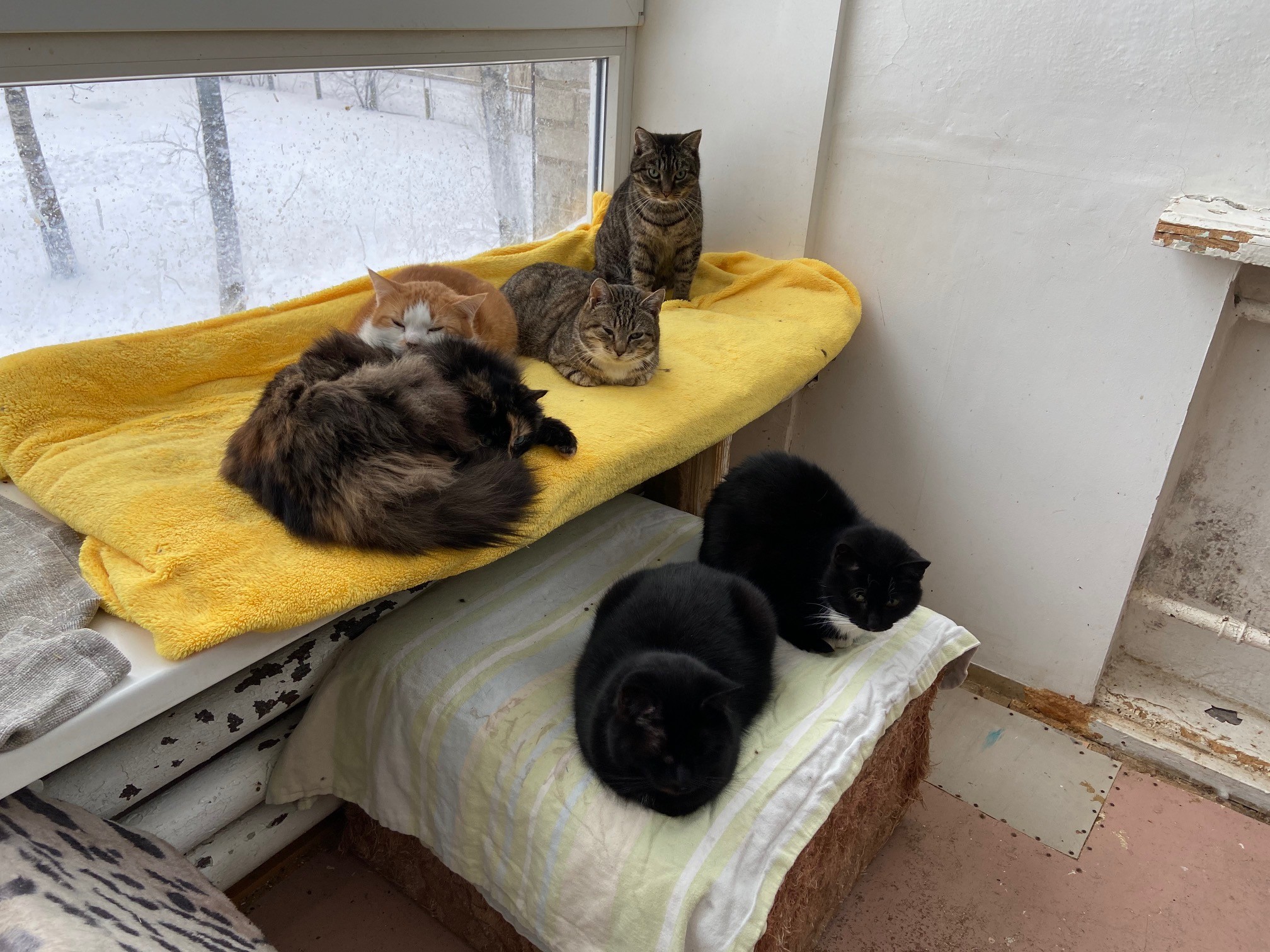 Нарвитяне: а если выставки кошек? А если «хозяин на час»?