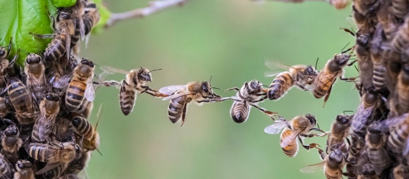 В Нидерландах провели перепись пчел