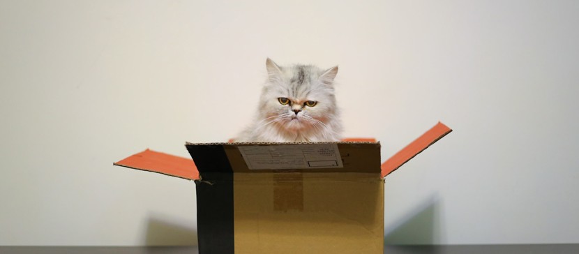 Исследование: коты любят сидеть даже в воображаемых коробках