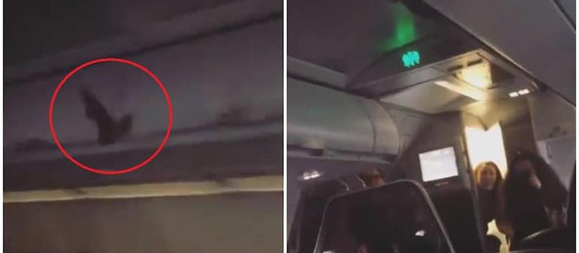 Индийский самолет развернули из-за летучей мыши на борту