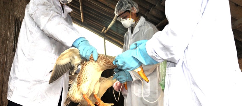 Первый в мире человек заразился птичьим гриппом H10N3 в Китае