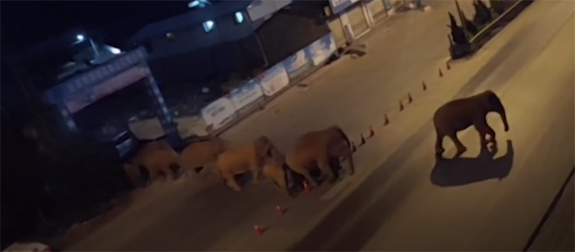 В Китае из заповедника сбежало стадо слонов