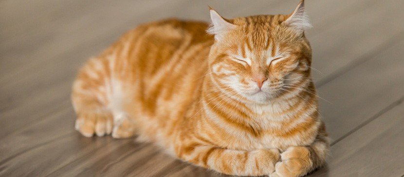 Ученые назвали пять видов отношений кошек с хозяевами