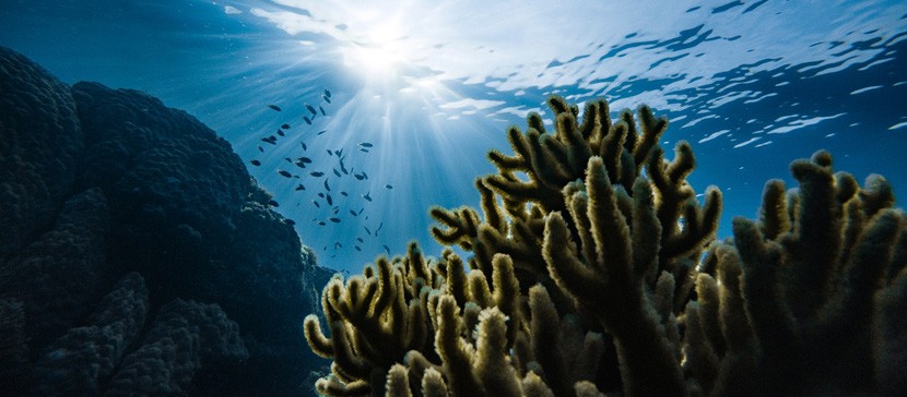 Исследование: грибки в океанах помогают поглотить 20% углерода