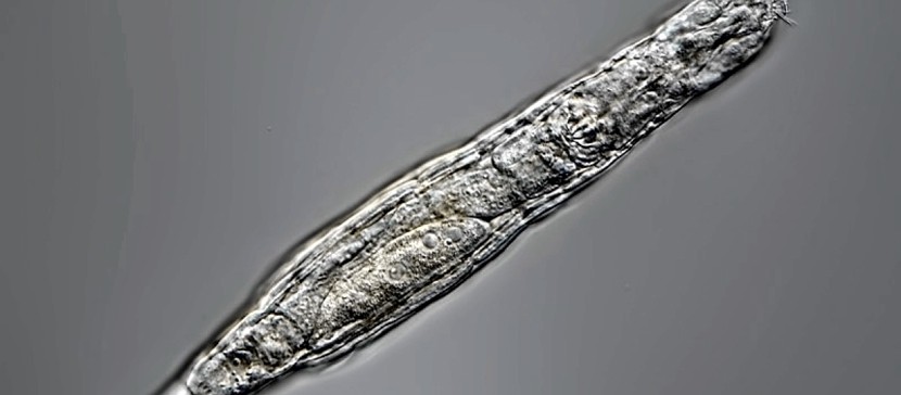 Ученые воскресили замороженных 24 тысячи лет назад коловраток