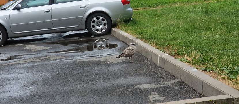 «Чайко-апокалипсис»: птицы захватывают Нарву