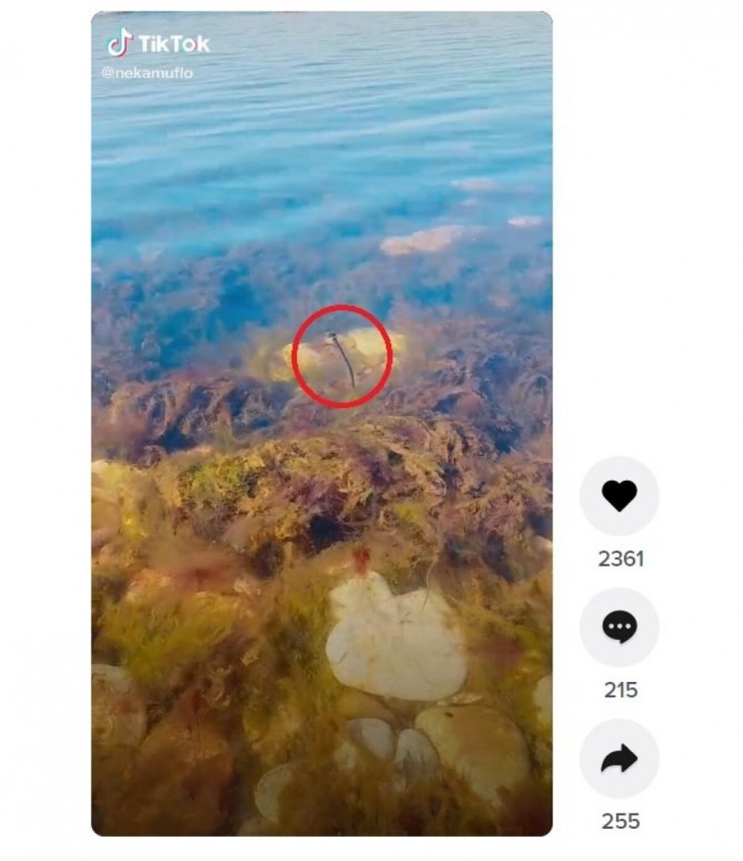 Эстонцев ужаснуло видео из ТикТока: У порта Палдиски плавает змея