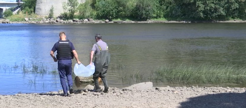 В пограничную реку Нарва снова выпустили мальков осетра