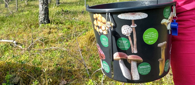 Внимание, викторина! «ЛЕСА ЭСТОНИИ»