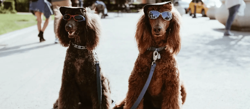 В Эстонии ходить в магазин с собакой нельзя, НО...