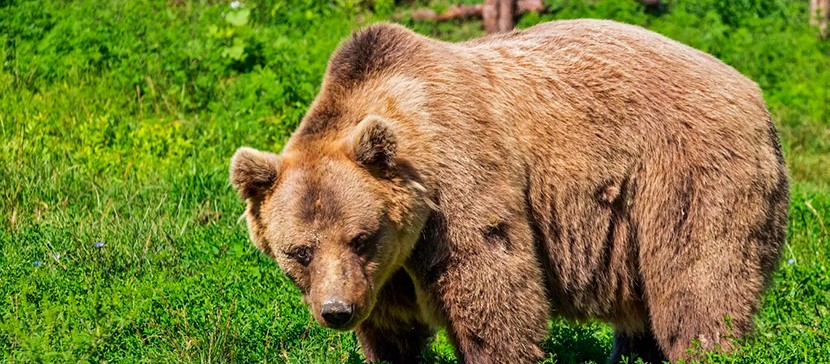 В этом сезоне охоты в Эстонии разрешено застрелить 82 медведя