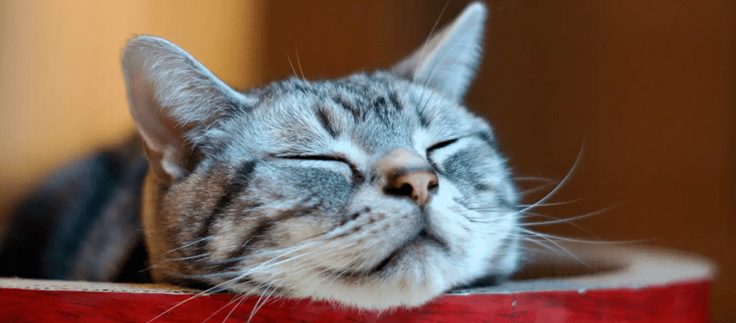 В Кохтла-Ярве 27 августа пройдет бесплатная вакцинация собак и кошек