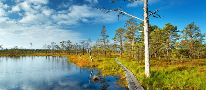 Отмечаем День природы Эстонии 14 августа