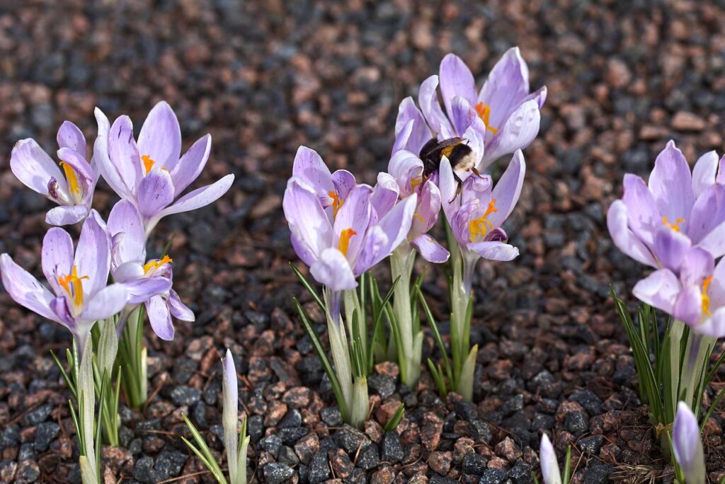 We start a new one – a spring photo contest!