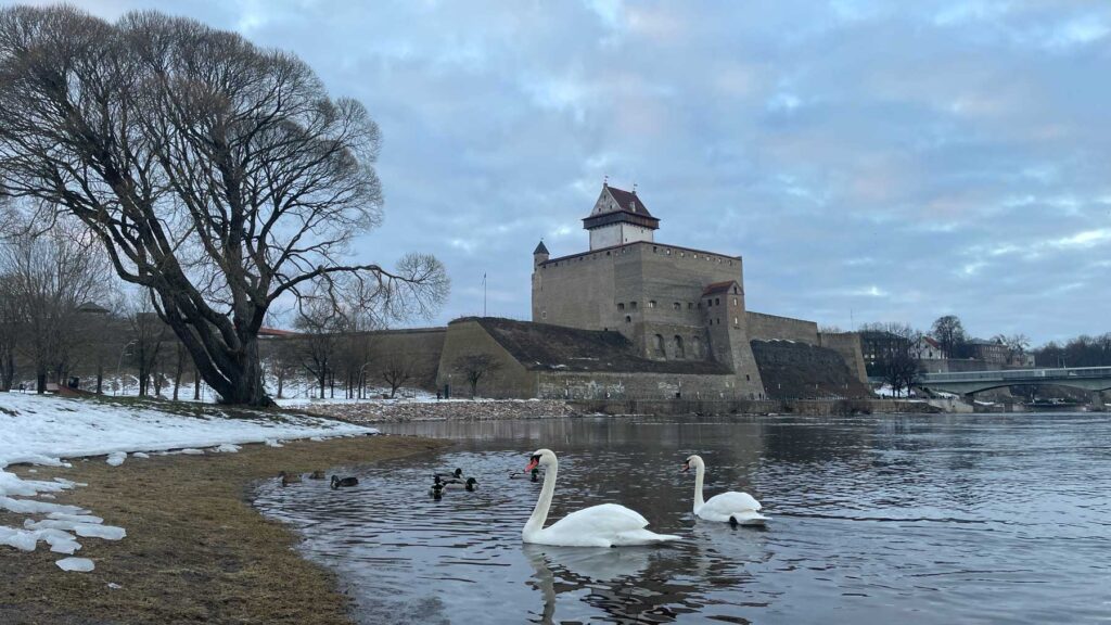 Swans, snow and fog: the first pictures come to our photo contest