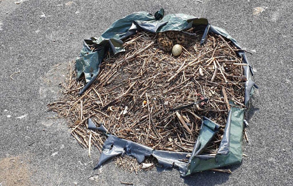 Owners of houses should examine their buildings before the start of the nesting season