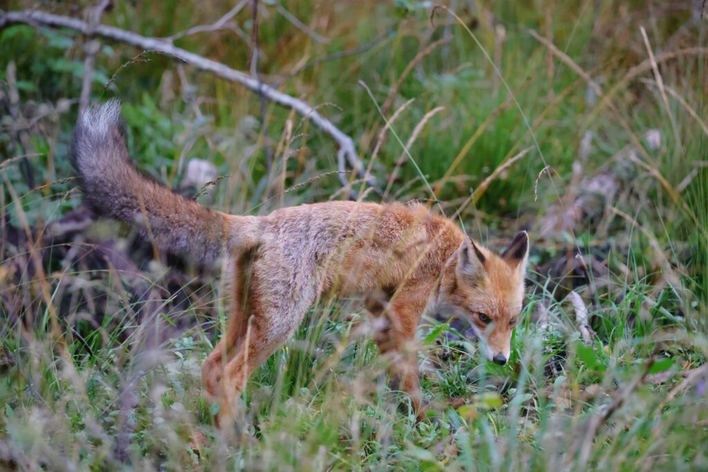 Spring vaccination of wild animals from rabies begins