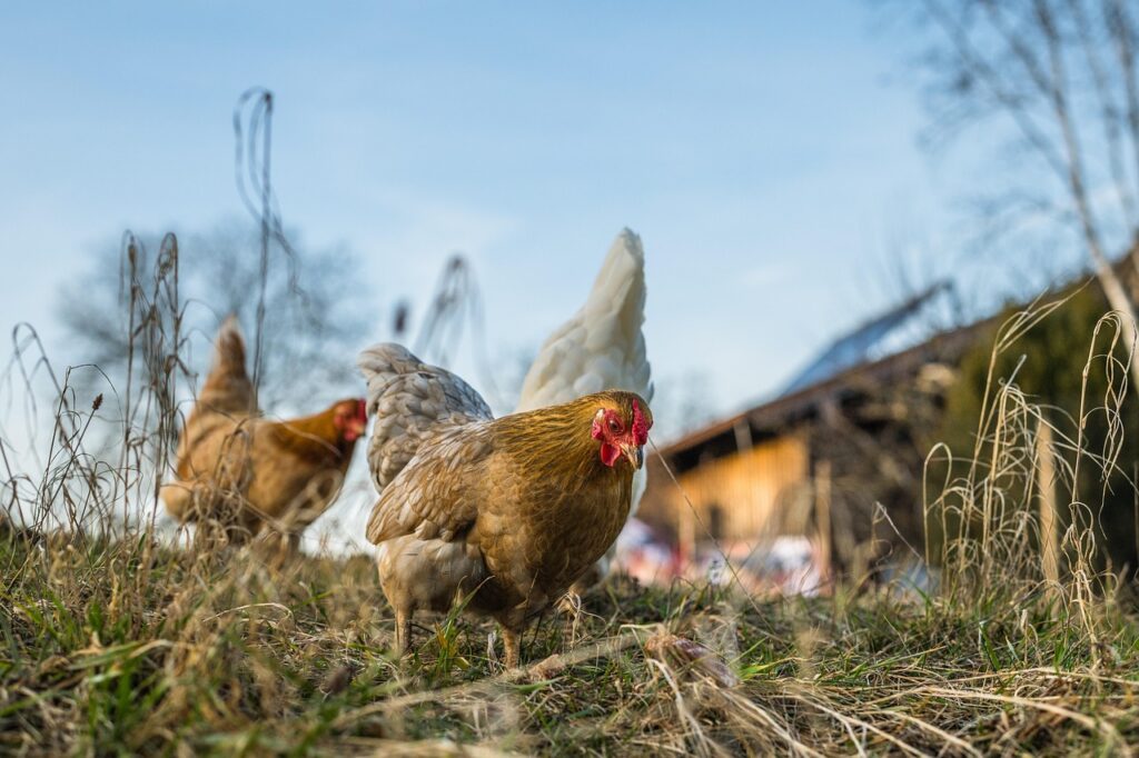 After 10 years, the content of chickens in the cells will be banned. Prisma plans to rebuild even earlier